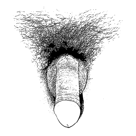 480px-Sketch_of_a_flaccid_penis
